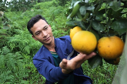 90.000 đồng mỗi kg, cam đặc sản Hà Tĩnh vẫn không đủ bán
