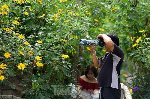 Trải nghiệm cảm giác ở rừng hoa dã quỳ vàng rực giữa lòng Thủ đô