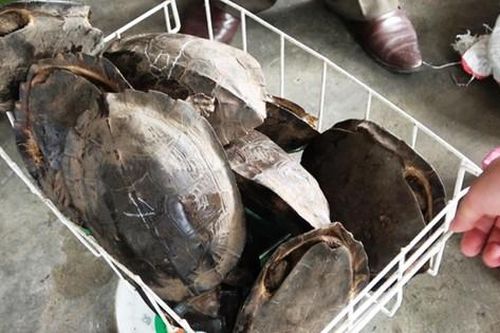 Phát hiện nhiều rùa hoang dã và động vật rừng trong khu bếp nhà hàng
