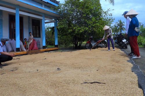 Hàng nghìn tấn lúa chất lượng cao tồn đọng, nhà nông Cà Mau cầu cứu