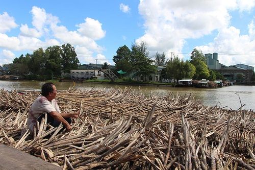 Nhà máy đường chậm thu mua, hàng trăm ghe mía mỏi mòn nằm chờ