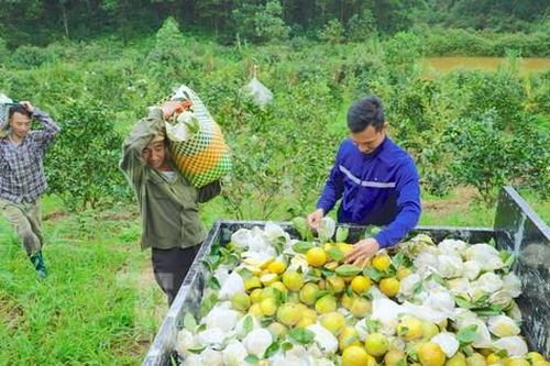 Cam Khe Mây vào chính vụ, giá bán cao vẫn 'cháy hàng'