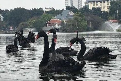 Hà Nội: Đàn thiên nga nuôi ở hồ Thiền Quang chết một nửa