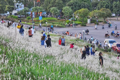 Ô tô, xe máy tấp nập đưa du khách check-in bãi cỏ lau đẹp ngây ngất giữa Thủ đô