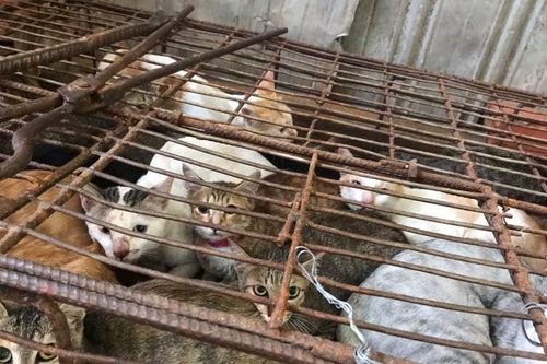 Hà Nội hướng đến thành phố du lịch văn minh, nói không với thịt chó, mèo