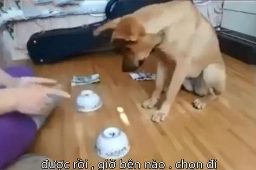 Clip: Chó trổ tài chơi trò đoán vật siêu dễ thương