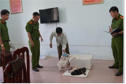 Mua động vật quý hiếm để nấu cao bán kiếm lời