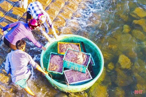 Ngư dân Hà Tĩnh trúng đậm 'lộc biển'