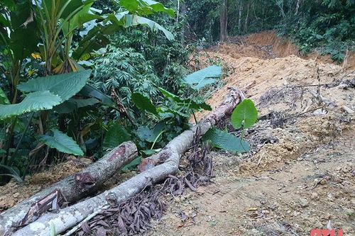 Tiếp nhận thông tin Báo Thanh Hóa phản ánh, Chi cục Kiểm lâm đề nghị xác minh, làm rõ vấn đề để xử lý nghiêm theo quy định