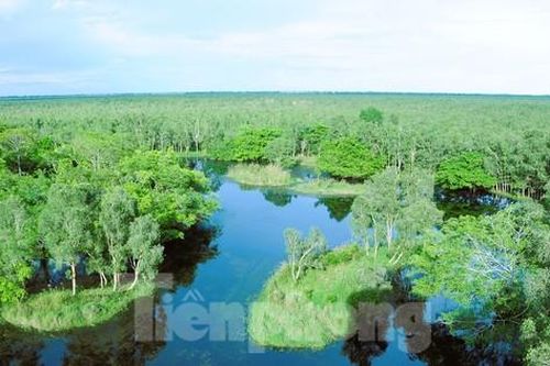 Vẻ đẹp hoang dã U Minh Thượng- vườn di sản rừng trên đất than bùn
