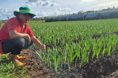 Gia Lai: Nông dân tất bật xuống giống đón hoa xuân
