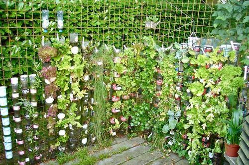 Cách trồng rau sạch từ chai và thùng nhựa cũ của vị giáo sư Đại học sau khi về hưu