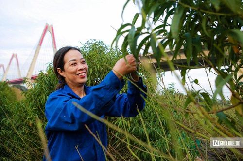 Làng đào Nhật Tân hối hả vào vụ Tết Nguyên đán 2023