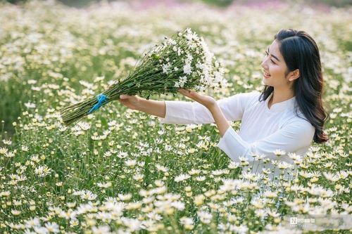 Hà Nội: Thiếu nữ chen chân khoe dáng bên cúc họa mi cuối vụ