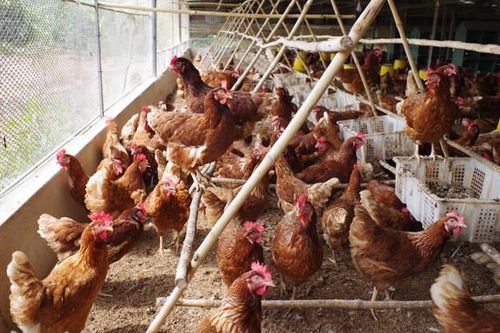 Độc đáo mô hình chăn nuôi gà 'thả lồng tự do' tại Vfood