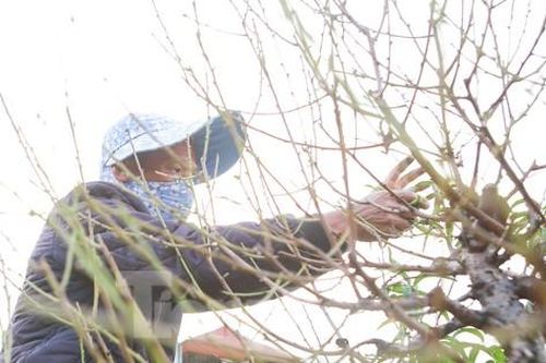 Người Nhật Tân hối hả 'xuống lá' đào chuẩn bị đón Tết