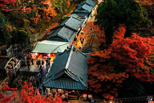 Rừng phong lá đỏ ẩn hiện giữa kiến trúc cổ kính Kyoto, tạo bức tranh tuyệt tác