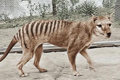 Phát hiện dấu tích cuối cùng của hổ Tasmania ở nơi không ai ngờ