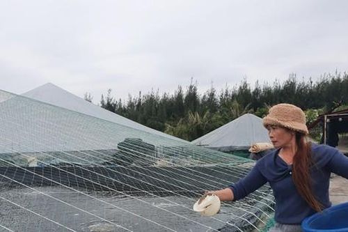 Xem nông dân Nam Định trùm kín ao tránh rét cho tôm