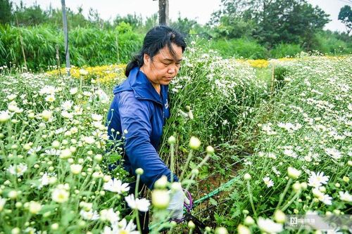 Người dân tất bật thu hoạch cúc họa mi cuối vụ