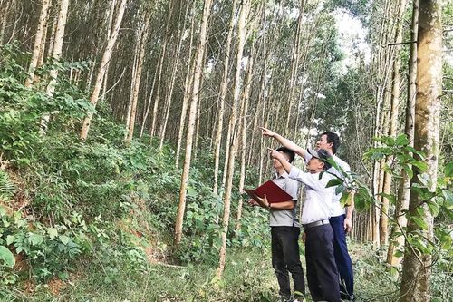 Liên kết trồng rừng bền vững: Chủ động nguồn gỗ nguyên liệu