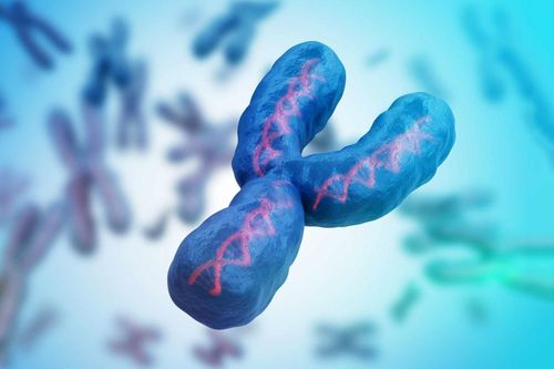 Tương lai nam giới ra sao khi nhiễm sắc thể Y dần biến mất