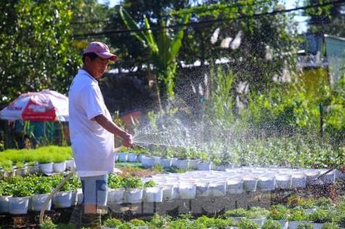 Làng hoa trăm tuổi ở Cần Thơ chuẩn bị hàng nghìn chậu hoa vụ Tết