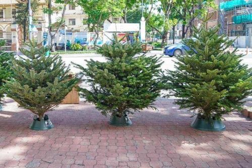 Chi tới 60 triệu đồng mua 'thông đi máy bay' chơi Noel
