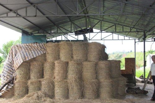Xót xa chợ tiền tỷ thành nơi nuôi gà, nuôi ong, bỏ rơm...