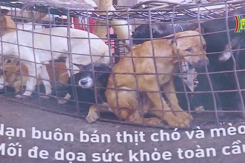 Cần chấm dứt tình trạng buôn bán thịt chó, mèo