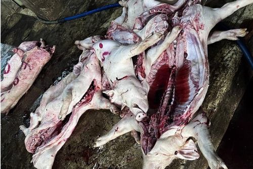 Đồng Nai: Cơ sở giết mổ lợn chết mang mầm bệnh dịch tả lợn châu Phi