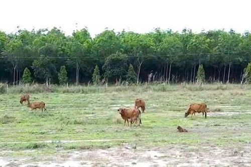 Bình Phước hụt nguồn thu từ đất đai