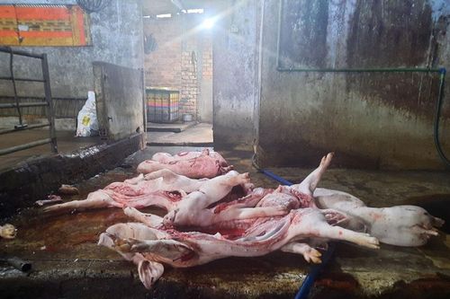 'Lên đời' heo chết ôi thối rồi tuồn ra thị trường