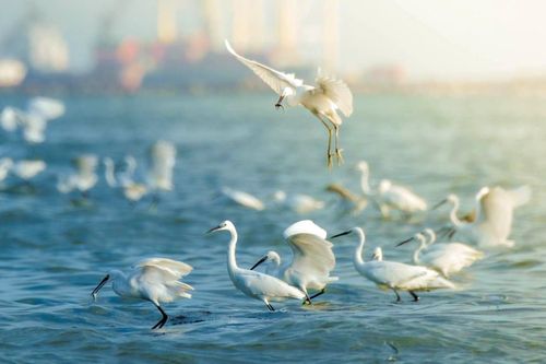 Chàng trai 'ăn dầm nằm dề' trong rừng, săn ảnh chim di cư quý hiếm ở bán đảo Sơn Trà