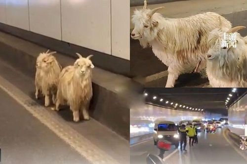 Hai chú dê rủ nhau 'trốn' khỏi quán thịt nướng và cái kết 'dở khóc dở cười'