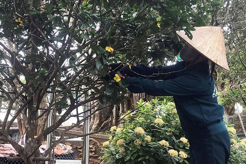 Cách tuốt lá mai tứ quý hàng chục triệu đồng đón Tết