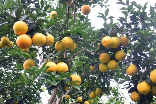 Sản lượng cam Vinh ước đạt 50.000 tấn