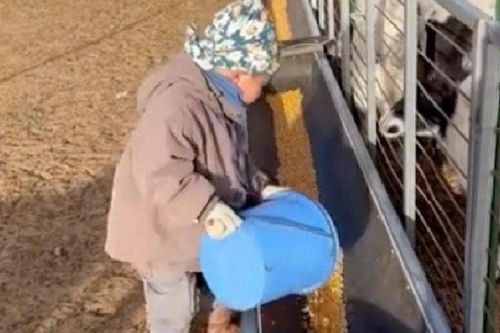 Cậu bé 5 tuổi làm nông khiến dân mạng 'ngả mũ' thán phục