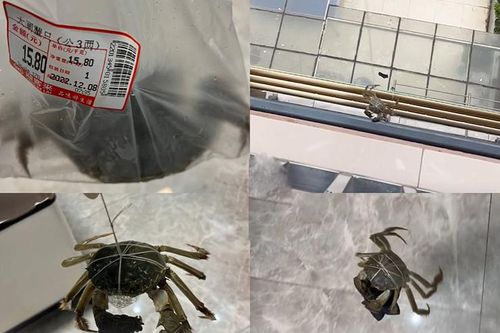 Cô gái cao tay mua cua về 'giải cứu' chiếc tất bị rơi xuống mái hiên