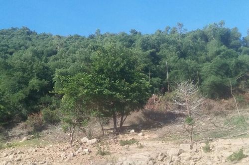 Bình Định: Gia đình cựu bí thư huyện 'thâu tóm' gần 140ha đất rừng phòng hộ