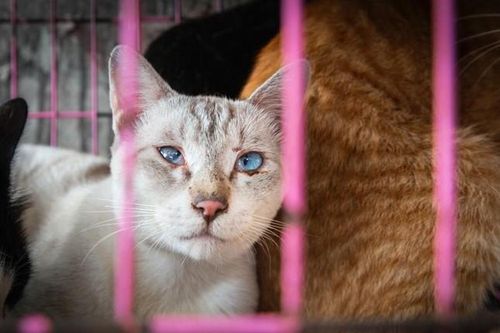 95% người Việt Nam được hỏi phản đối việc buôn bán thịt chó, mèo