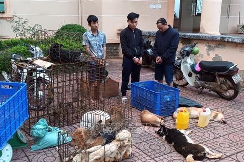 Tạm giữ nhóm trộm cắp tài sản, trộm chó liên tỉnh