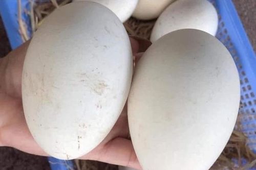Mẹ chồng bắt con dâu đang bầu ăn trứng ngỗng để sinh bé thông minh, bác sĩ nói gì?