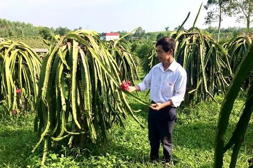 Tổ vay vốn – Nhịp cầu nối tín dụng tam nông