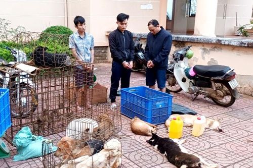 Nhóm đối tượng sử dụng súng bắn điện, ớt bột... trộm 3 tấn chó