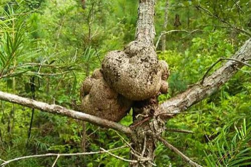 Thứ mọc trên ngọn cây được ví như 'thần dược' ở Việt Nam, đại gia lùng mua quanh năm