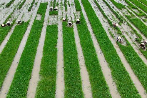 Lúa lưu niên - Kỳ vọng mới của nông dân Trung Quốc