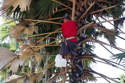 Về Bảy Núi xem lấy mật thốt nốt