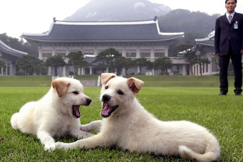 Món quà từ ông Kim thành tâm điểm bất hòa giữa 2 tổng thống Hàn