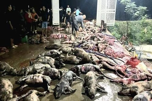 Nghệ An: Trang trại lợn cháy trong đêm, hơn 400 con bị thiêu cháy